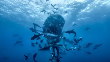 Zasłona do filmu "David Attenborough Świat oceanów" #617829