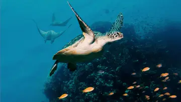Zasłona do filmu "David Attenborough Świat oceanów" #617832