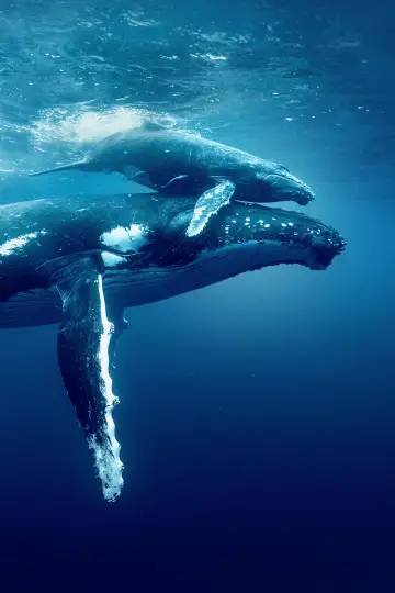Plakat do filmu "David Attenborough Świat oceanów" #617867