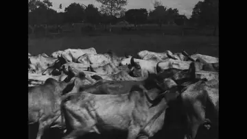 Zasłona do filmu "Os Ruminantes" #722386