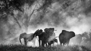 Zasłona do filmu "Ghost Elephants" #670882