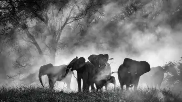 Zasłona do filmu "Ghost Elephants" #764742