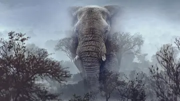 Zasłona do filmu "Ghost Elephants" #764744