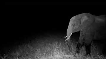Zasłona do filmu "Ghost Elephants" #764745