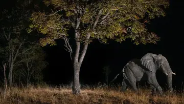 Zasłona do filmu "Ghost Elephants" #764746