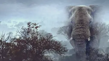 Zasłona do filmu "Ghost Elephants" #764749