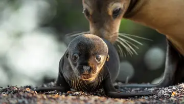 Zasłona do filmu "Lwy morskie z wysp Galapagos" #719351