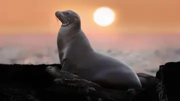 Zasłona do filmu "Lwy morskie z wysp Galapagos" #719352