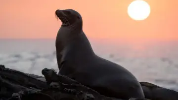 Zasłona do filmu "Lwy morskie z wysp Galapagos" #719353