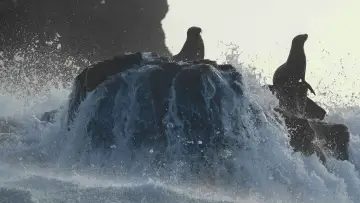 Zasłona do filmu "Lwy morskie z wysp Galapagos" #719354