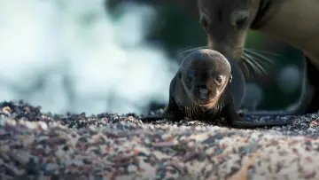 Zasłona do filmu "Lwy morskie z wysp Galapagos" #719355