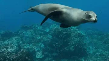 Zasłona do filmu "Lwy morskie z wysp Galapagos" #719356