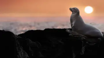 Zasłona do filmu "Lwy morskie z wysp Galapagos" #719357