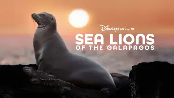 Zasłona do filmu "Lwy morskie z wysp Galapagos" #719358