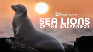 Zasłona do filmu "Lwy morskie z wysp Galapagos" #719359