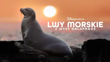 Zasłona do filmu "Lwy morskie z wysp Galapagos" #719361