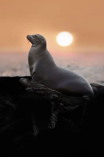 Plakat do filmu "Lwy morskie z wysp Galapagos" #719378