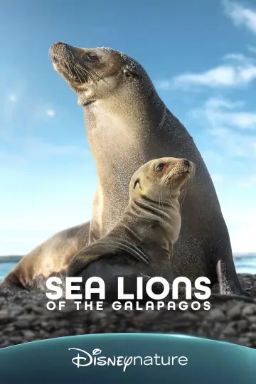 Lwy morskie z wysp Galapagos