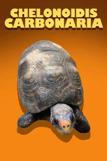 Plakat do filmu "Chelonoidis Carbonaria" #967616