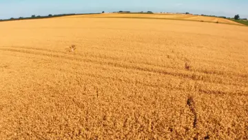 Zasłona do filmu "The Harvest" #1902943