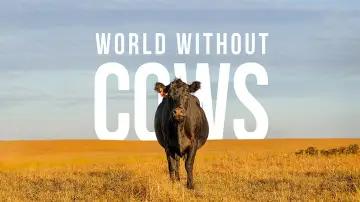Zasłona do filmu "World Without Cows" #1806807