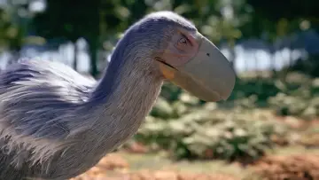 Zasłona do filmu "La fabuleuse histoire des oiseaux, des dinosaures parmi nous" #1898434