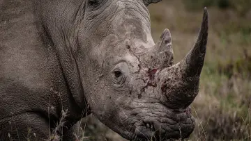 Zasłona do filmu "Rhino" #923503