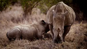 Zasłona do filmu "Rhino" #923504