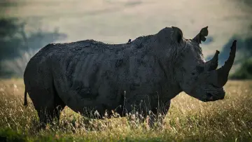 Zasłona do filmu "Rhino" #923505