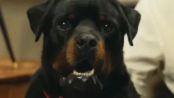 Zasłona do filmu "Good Boy" #1533972