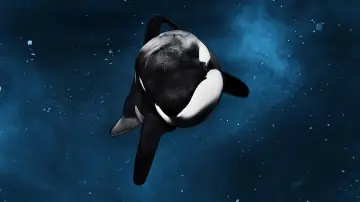 Zasłona do filmu "Blackfish" #1042828