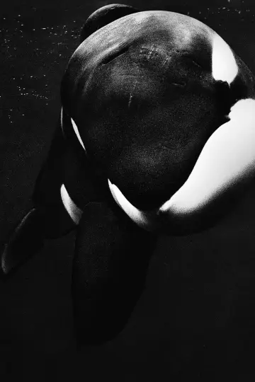 Plakat do filmu "Blackfish" #1042831
