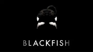 Wideo do filmu Blackfish — Blackfish Official Trailer #1 (2013) - Documentary Movie HD