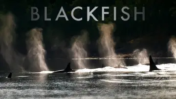 Zasłona do filmu "Blackfish" #155015