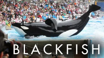 Zasłona do filmu "Blackfish" #155017
