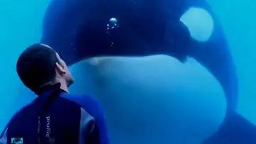 Zasłona do filmu "Blackfish" #404441