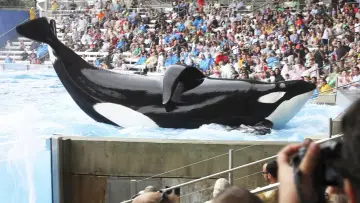 Zasłona do filmu "Blackfish" #404444