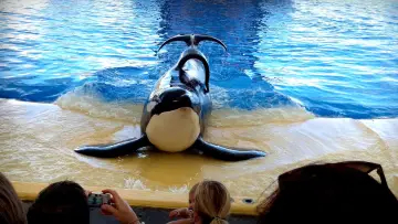 Zasłona do filmu "Blackfish" #404445