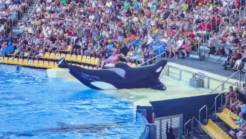 Zasłona do filmu "Blackfish" #404446