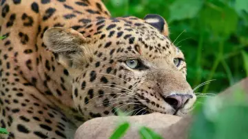 Zasłona do filmu "Leopard Dynasty – The Rise of Rana" #1635122