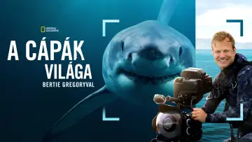 Zasłona do filmu "Bertie Gregory: Bliskie spotkanie z rekinami" #793005