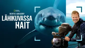 Zasłona do filmu "Bertie Gregory: Bliskie spotkanie z rekinami" #793009