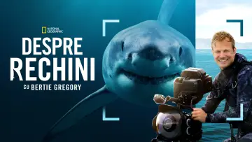 Zasłona do filmu "Bertie Gregory: Bliskie spotkanie z rekinami" #793011