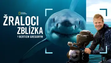 Zasłona do filmu "Bertie Gregory: Bliskie spotkanie z rekinami" #793013