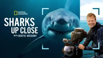 Zasłona do filmu "Bertie Gregory: Bliskie spotkanie z rekinami" #793015