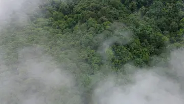 Zasłona do filmu "El bosque entre la niebla" #1169675