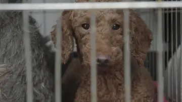 Zasłona do filmu "Dogspiracy" #800884