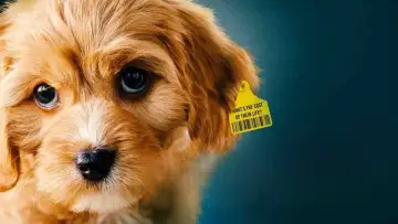Zasłona do filmu "Dogspiracy" #800885