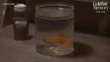Zasłona do filmu "Goldfish Memory" #1184217