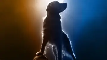 Zasłona do filmu "Air Bud Returns" #632435